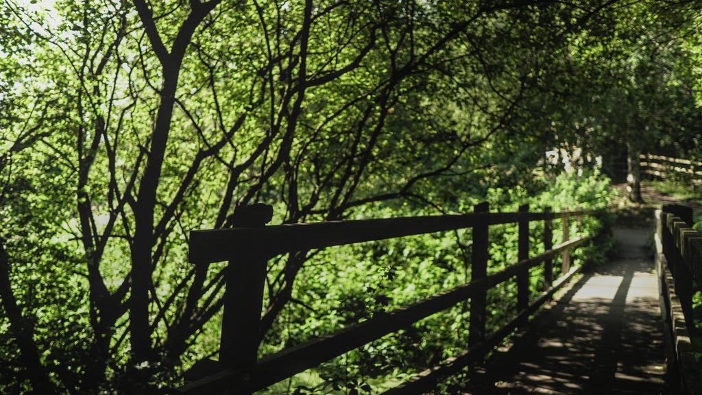 A participant exploring the natural environment during a This Place Speaks session.